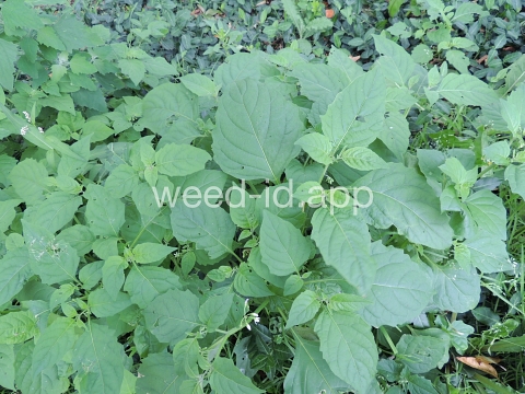 nightshade, eastern black